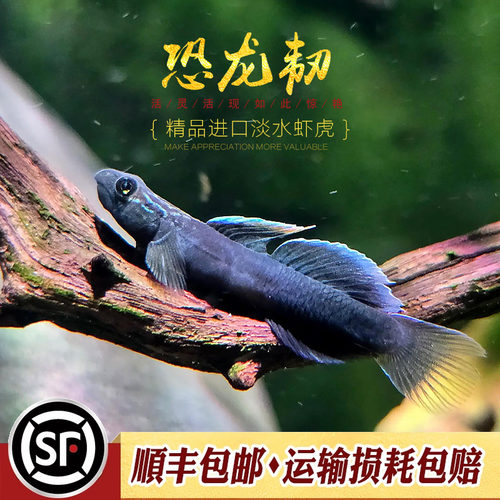 恐龙韧虾虎鱼东南亚小型进口稀有