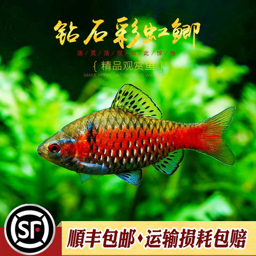 冷水钻石彩虹鲫淡水观赏风水鱼