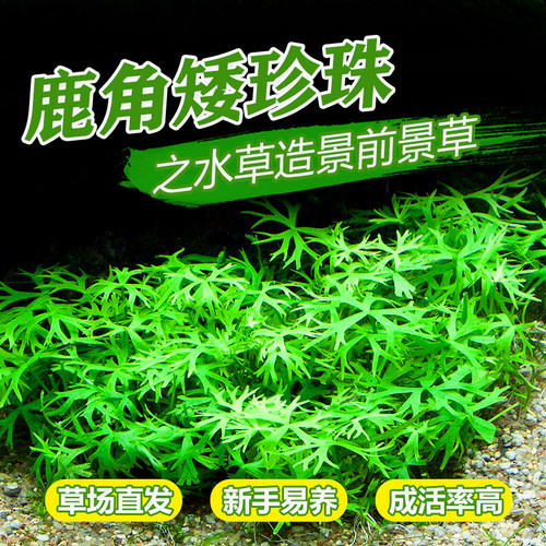 鹿角矮珍珠水草发烧高端中前进造景迷你趴爬地矮珍珠稀有品种活体 - 封面