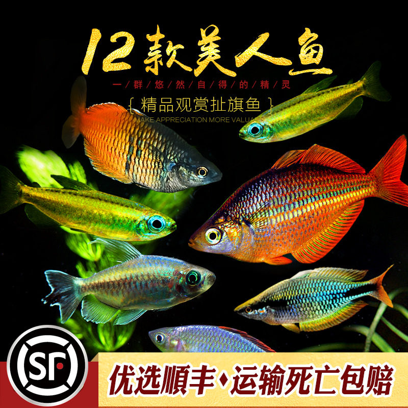 黄金二线刚果热带观赏鱼苹果电光鸽子石美人鱼黄尾刚果扯旗活体鱼
