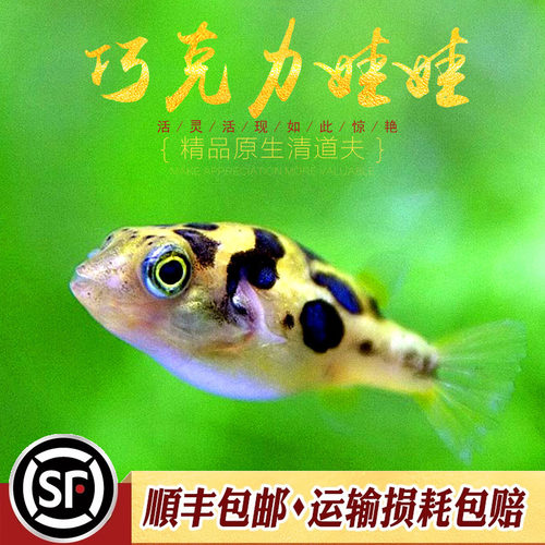 小型热带鱼迷你工具鱼巧克力娃娃