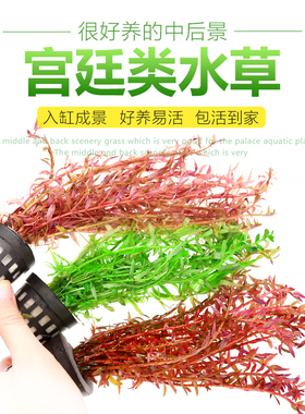 宫廷类水草血红粉红宫廷绿宫廷淡水鱼缸造景中后景红色绿色草造景