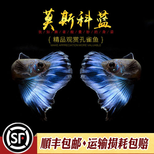 莫斯科蓝孔雀鱼精品观赏纯种热带小型胎生鱼冰蓝莫兰墨兰缎带活体 - 封面