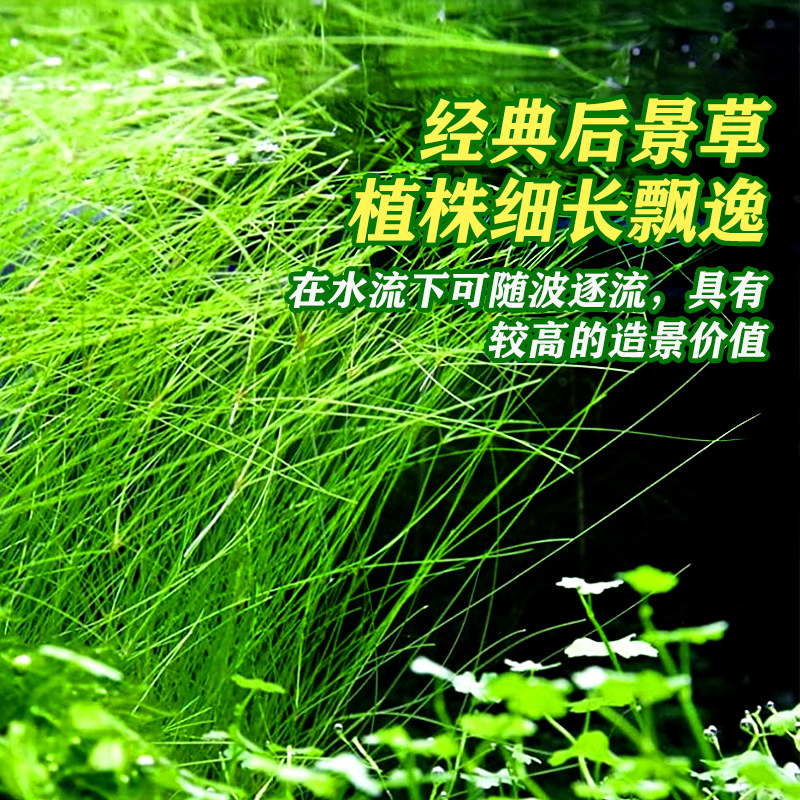 大沙草针叶大莎草墨西哥细叶莎草中后景鱼缸造景懒人水草活体绿植