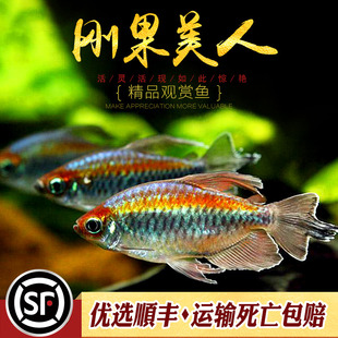 刚果美人鱼淡水草缸群游鱼热带观赏鱼扯旗鱼蓝刚果美人小型鱼活体