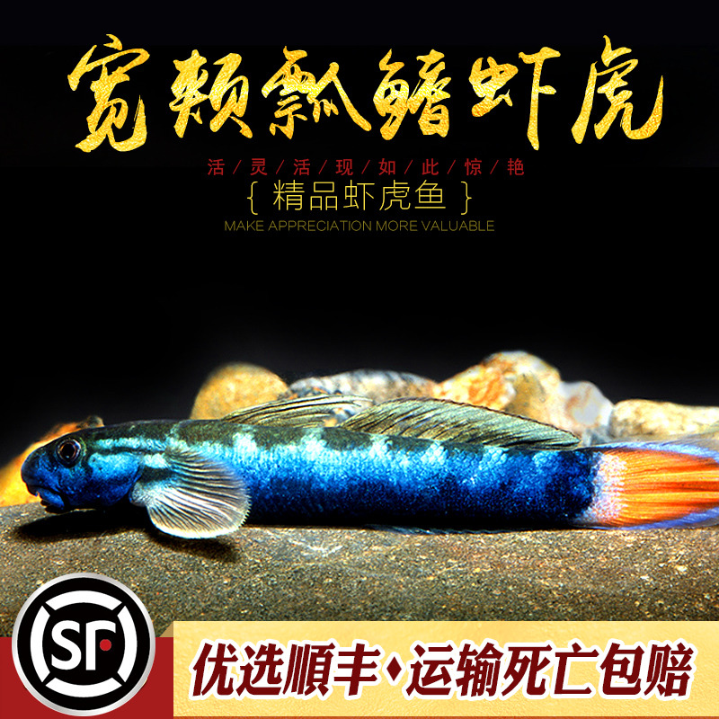 小型淡水热带原生观赏鱼稀有进口