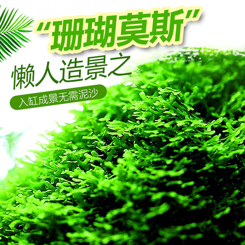 定植珊瑚莫丝真水下草