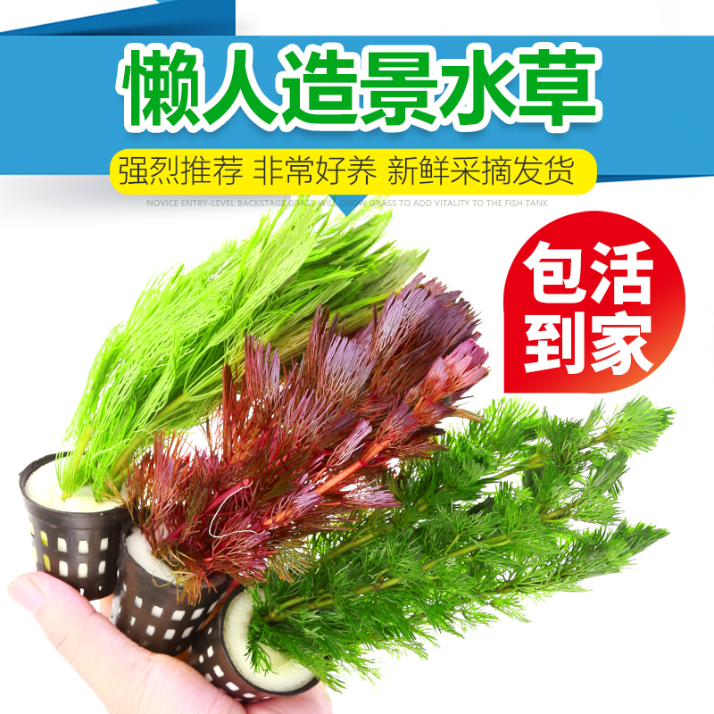 新手易养活后景草活体