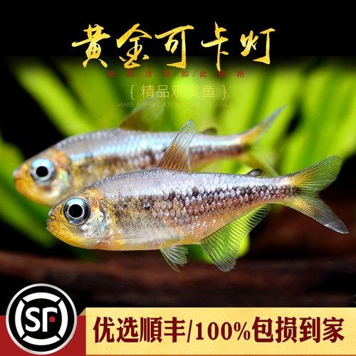 灯鱼 霓虹脂鲤属paracheirodon 介绍与鉴别 Mai Sun S Blog Backup Site