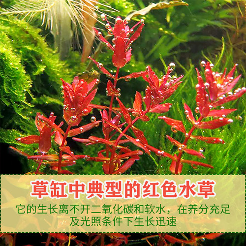 草缸红色水草红蝴蝶阳性