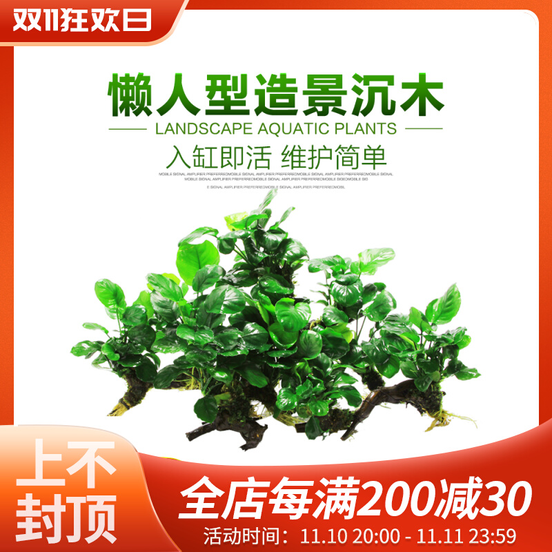 懒人草缸鱼缸水草造景黄金钱迷你榕沉木小水榕真水草阴性净化水质