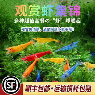 米虾品种大全樱花虾极火虾烤漆黄金米虾金背香吉士台湾改良种活体