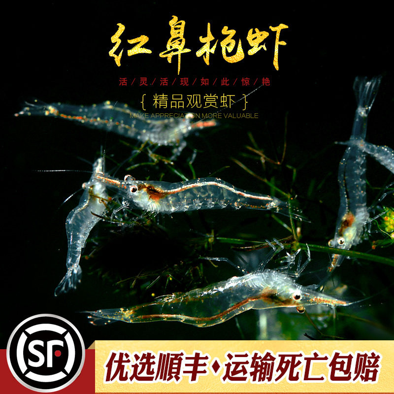 红鼻枪虾细足米虾印度金红鼻虾草缸淡水观赏虾工具除藻虾原生虾米