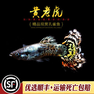 水族乡草缸活体孔雀鱼