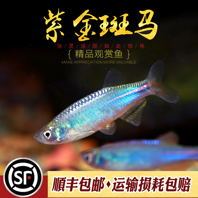 紫金斑马闪电丹鱼热带观赏