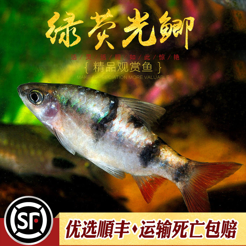 红尾绿荧光鲫鱼原生冷水鱼热带鱼淡水观赏鱼大帆熊猫鲫黑宝石活体