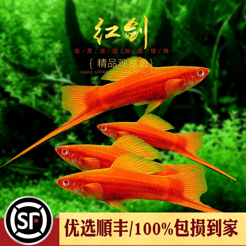 红剑鱼高凡朱砂红箭燕尾虹剑红玛丽热带淡水观赏鱼小型胎生鱼活体