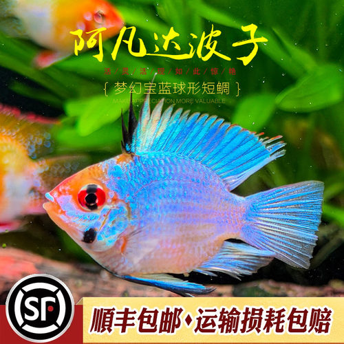 草缸小型短鲷鱼蓝波子