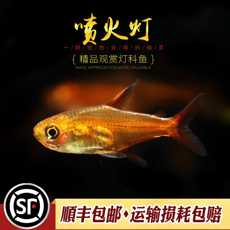 喷火灯鱼水草缸淡水小型热带观赏鱼群游效果好橘帆梦幻灯鱼活体鱼