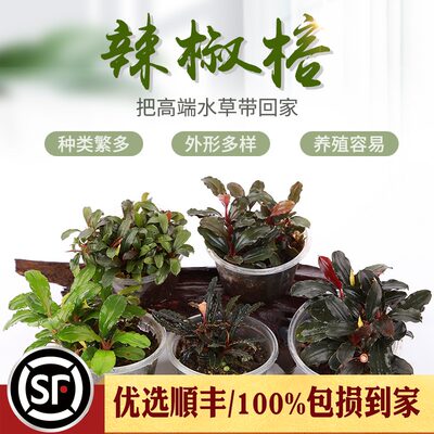 辣椒榕布朗紫红新旦蓝精灵水草