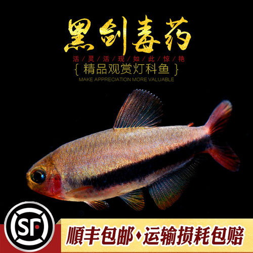 黑剑du药魔鬼草缸南美中高端灯鱼