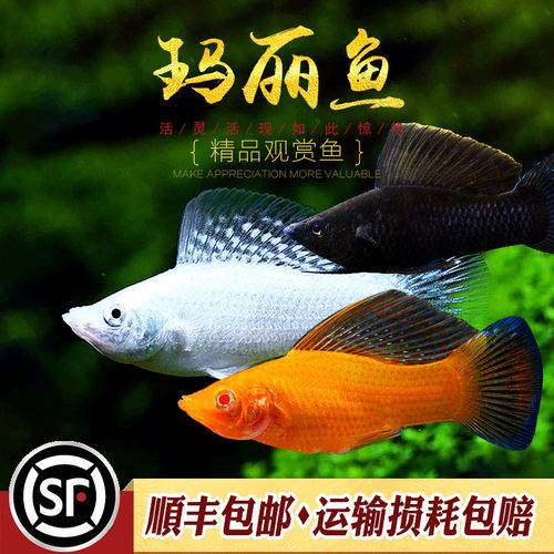玛丽鱼三色玛丽新手淡水鱼