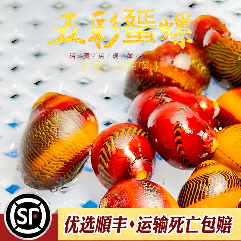 五彩螺观赏螺淡水宠物螺收藏级稀有品种除藻工具螺洋葱斑马活体