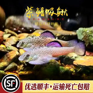 紫鳍吸鳅鱼原生冷水工具鱼清道夫除藻能手麦氏方氏圆斑拟腹活体鱼