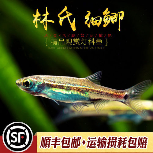 林氏细鲫鱼适用热带溪流小型鱼