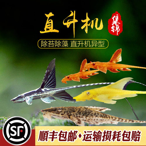 直升机异型鱼小型除藻清洁鱼