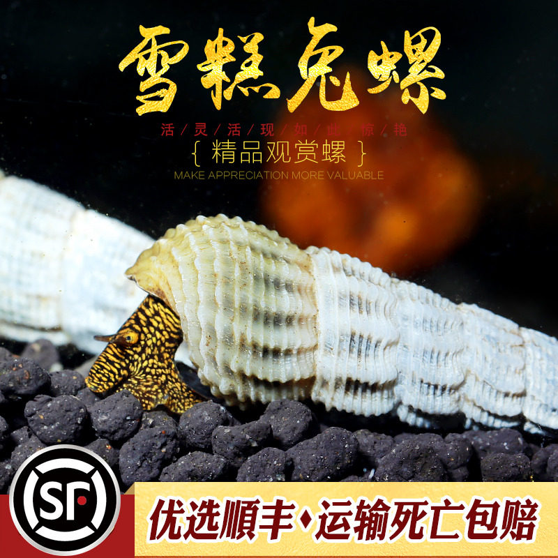 雪糕兔螺淡水观赏螺翻砂工具螺黄橙兔满天星黑兔螺苏拉威西螺活体