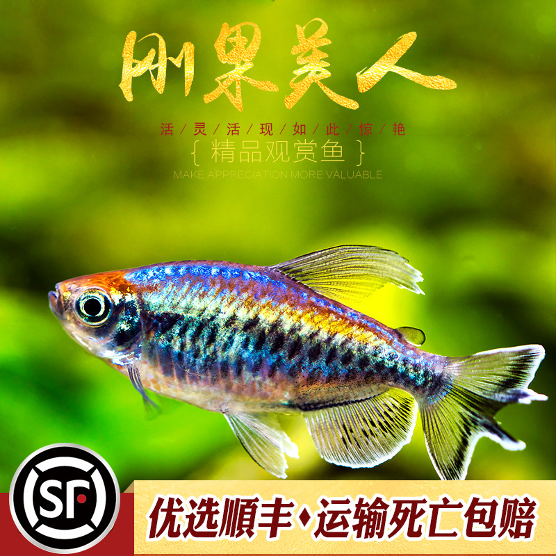 刚果美人鱼群游鱼热带观赏鱼淡水草缸扯旗鱼蓝刚果美人小型鱼活体