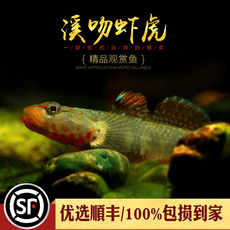 原生溪吻虾虎鱼冷水观赏鱼子陵白面黄唇纹腮黏皮溪流吻蝦虎活体鱼