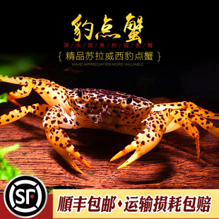 苏拉威西豹点蟹印尼进口淡水观赏蟹鱼缸宠物蟹小型杂食观赏蟹活体