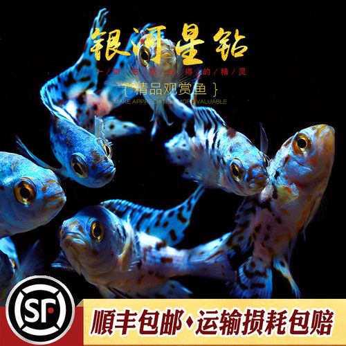 银河星钻美洲观赏鱼珍珠易养短鲷