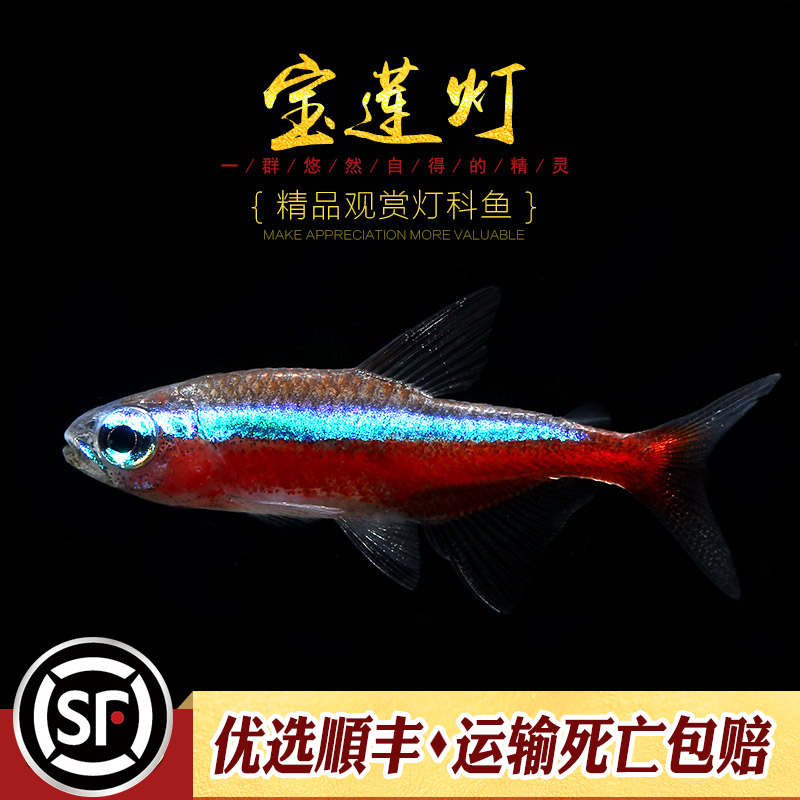 宝莲灯鱼淡水草缸热带鱼水族小型观赏鱼群游宠物新日光红莲灯科鱼-封面