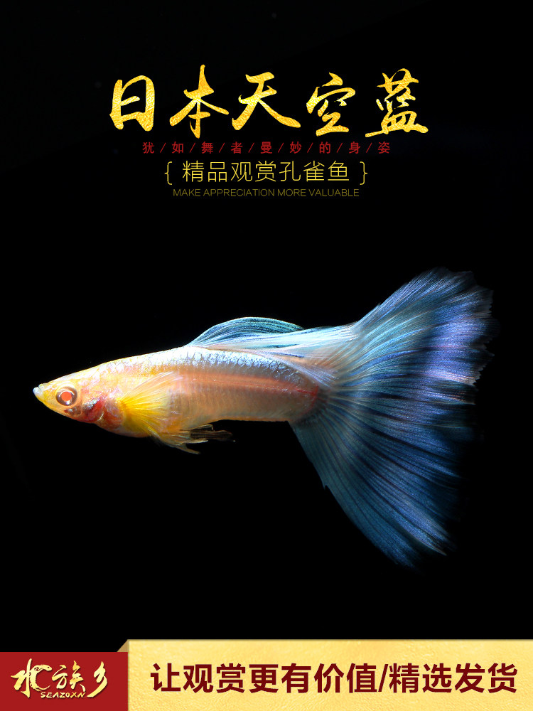 Aquarium township]Japanese sky blue boutique guppy small tropical ornamental orchid tail dress live purebred fish