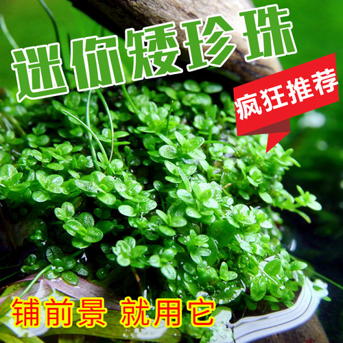 爬地大珍珠草前景草迷你矮水草