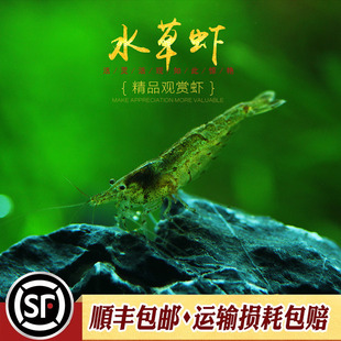 水草虾淡水草缸除藻丝毛藻清洁工具观赏野生黑壳虾活体饲料清洁虾