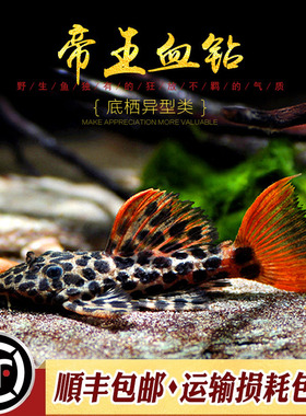 帝王血钻L600黄金L333迷宫南美精选异型鱼熊猫F1绿皮星点鱼活体鱼