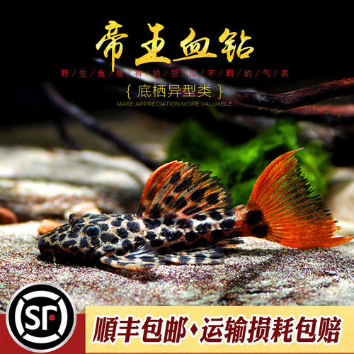 帝王血钻l600精选绿皮星点异型鱼
