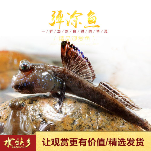 小型水陆热带观赏鱼鱼滩涂鱼淡水