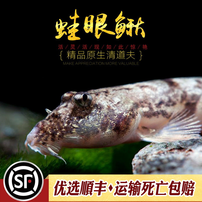 蛙眼鳅鱼观赏鱼娃蛙眼鳅宠物鱼小型工具鱼稀有进口翻砂淡水鱼活体,宠物/宠物食品及用品,鱼,淘宝优惠券,粉丝福利购,淘宝优惠卷