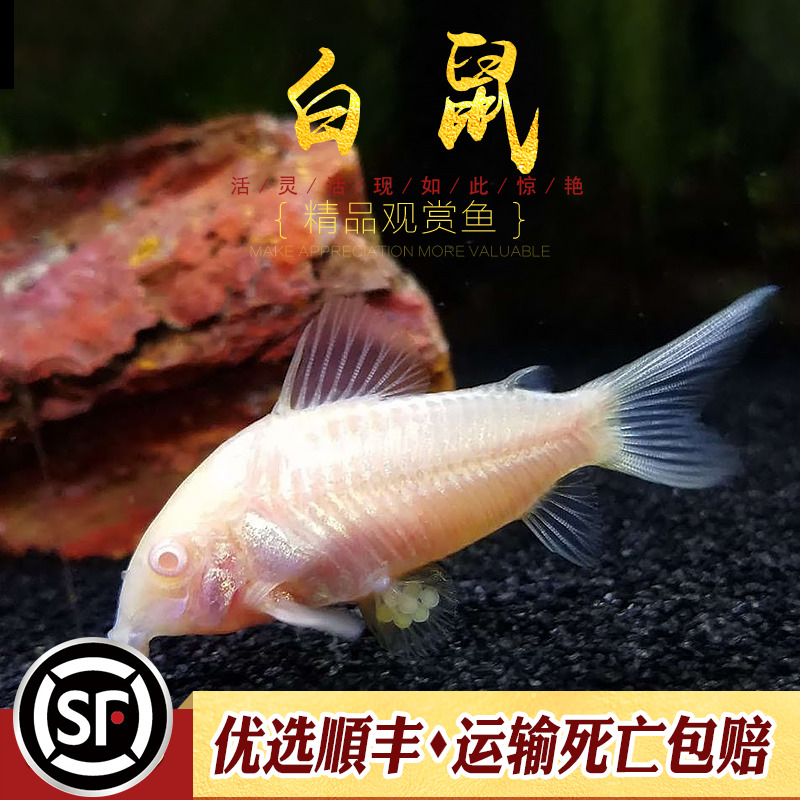 红眼咖啡垃圾清理残渣活体水族乡