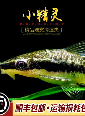 除藻小精灵热带鱼缸水草缸刮青苔丝毛藻除澡小型工具鱼观赏活体鱼