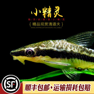 除藻小精灵热带鱼缸水草缸刮青苔丝毛藻除澡小型工具鱼观赏活体鱼