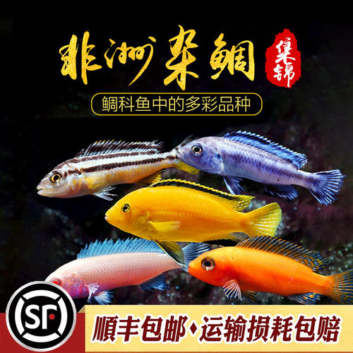 水族乡三湖慈鲷淡水慈鲷杂鲷热带