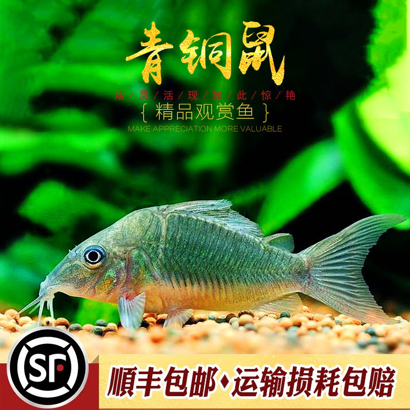 青铜b鼠鱼进口大型老鼠鱼长吻工具鱼青桐B鼠鱼底层清缸热带鱼活体,宠物/宠物食品及用品,鱼,淘宝优惠券,粉丝福利购,淘宝优惠卷