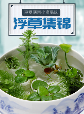 浮萍水草集合水芙蓉肚兜萍槐叶萍圆心萍芝麻红毛丹萍珊瑚浮萍no3