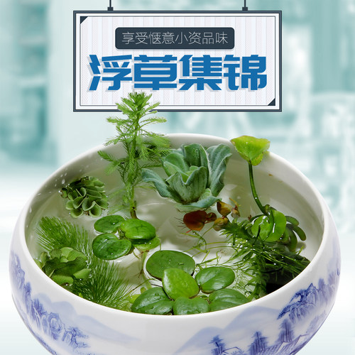 浮萍水草肚兜萍圆心萍水芙蓉